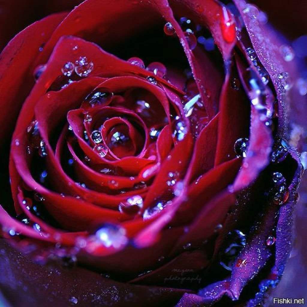 Фиолетовые розы в каплях