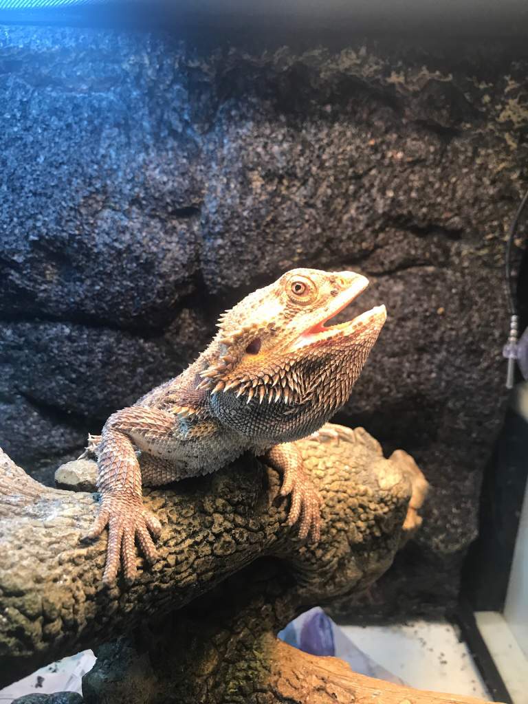 Majestic | Pro Bearded Dragon Care Amino