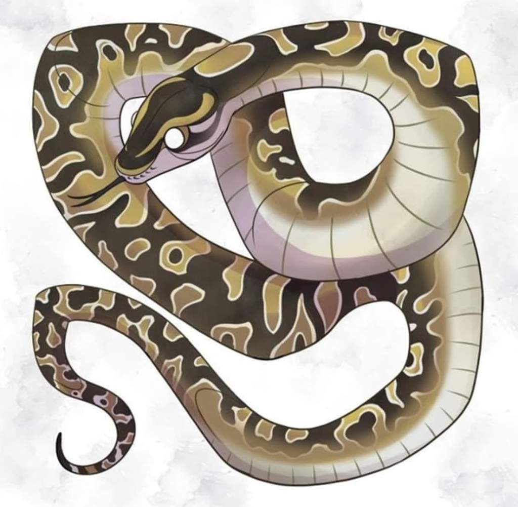 Royal Python Feeding Wiki Reptiles Amino