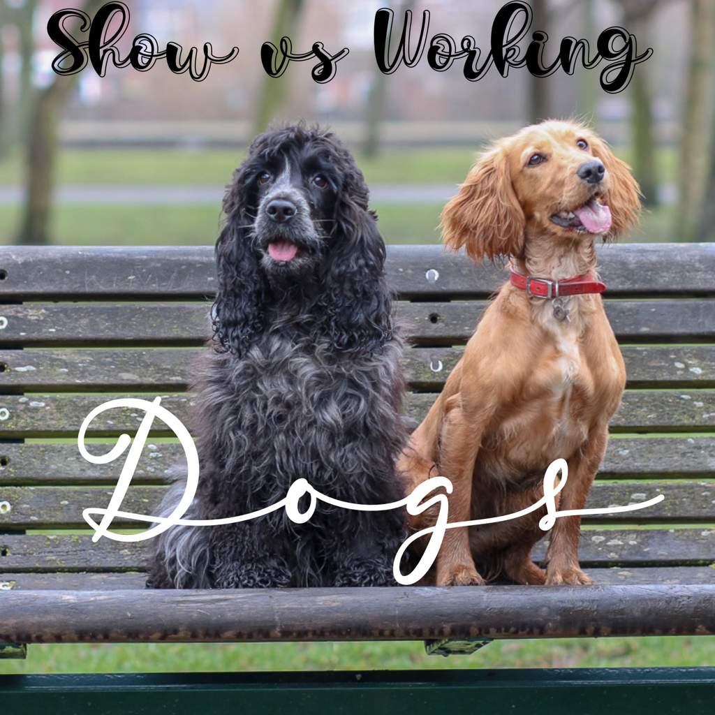 working and show cocker spaniel