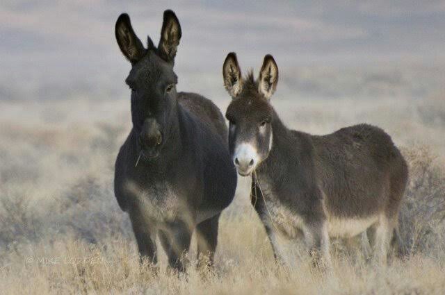 Wild Donkeys: Diseases | ᐯeterinary ᗰedicine Amino