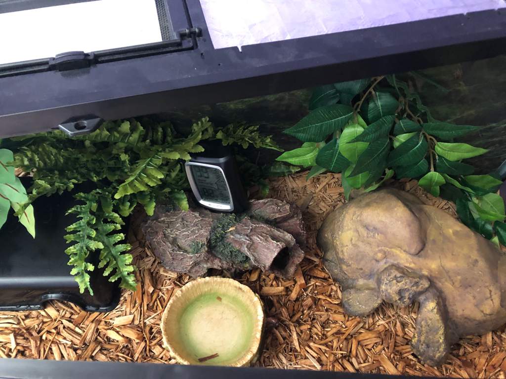 Royal Python Setup // Walkthrough Guide | Snake Amino Amino