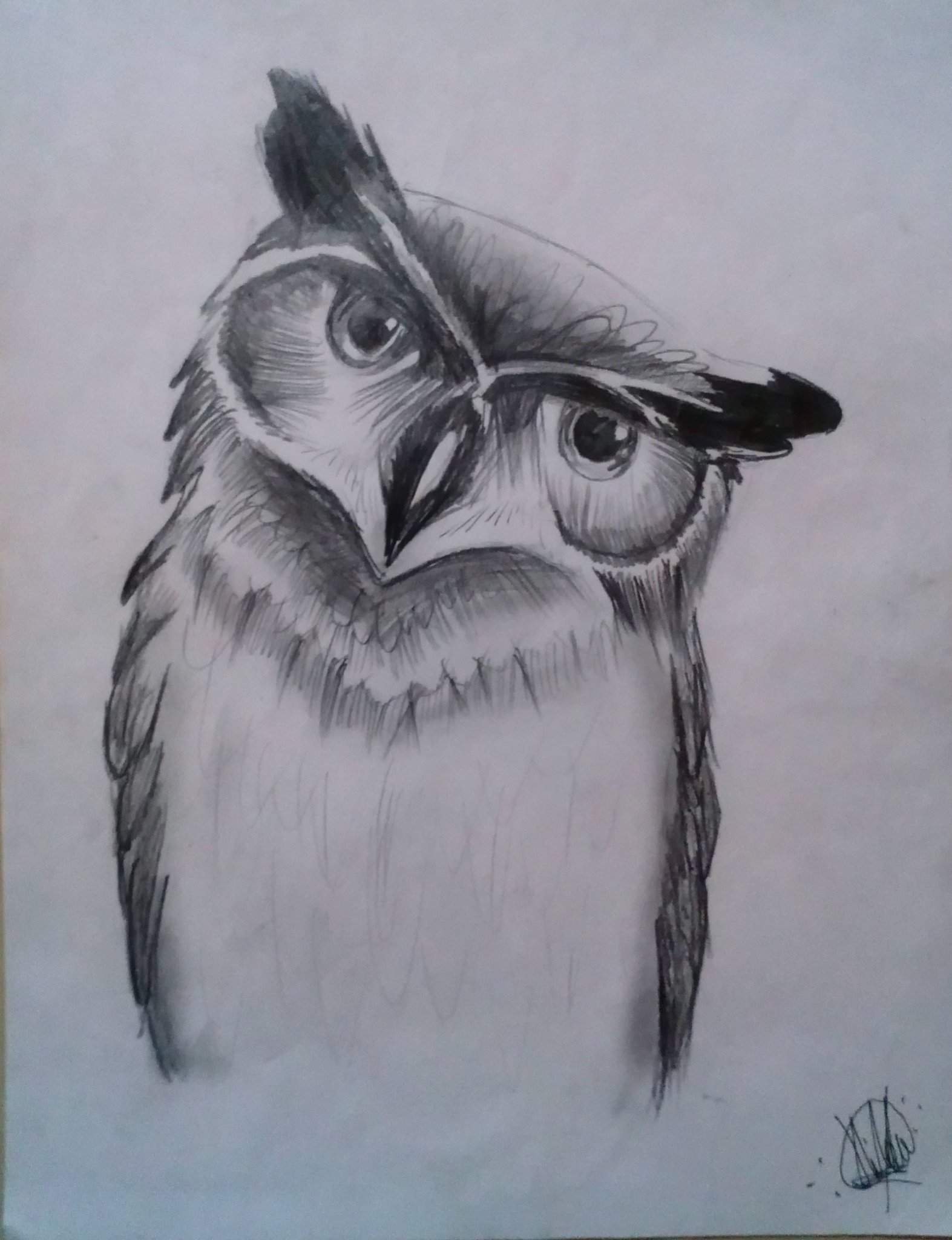 Dibujo de búho realista a la lapiz 🦉 | •Arte Amino• Amino