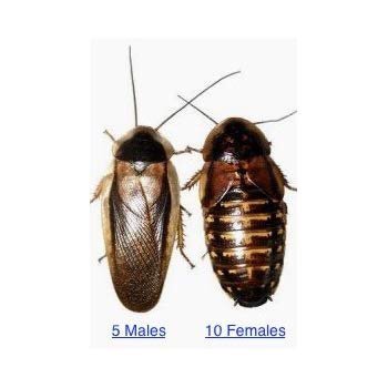 Breeding Dubia Roaches | Wiki | Reptiles Amino