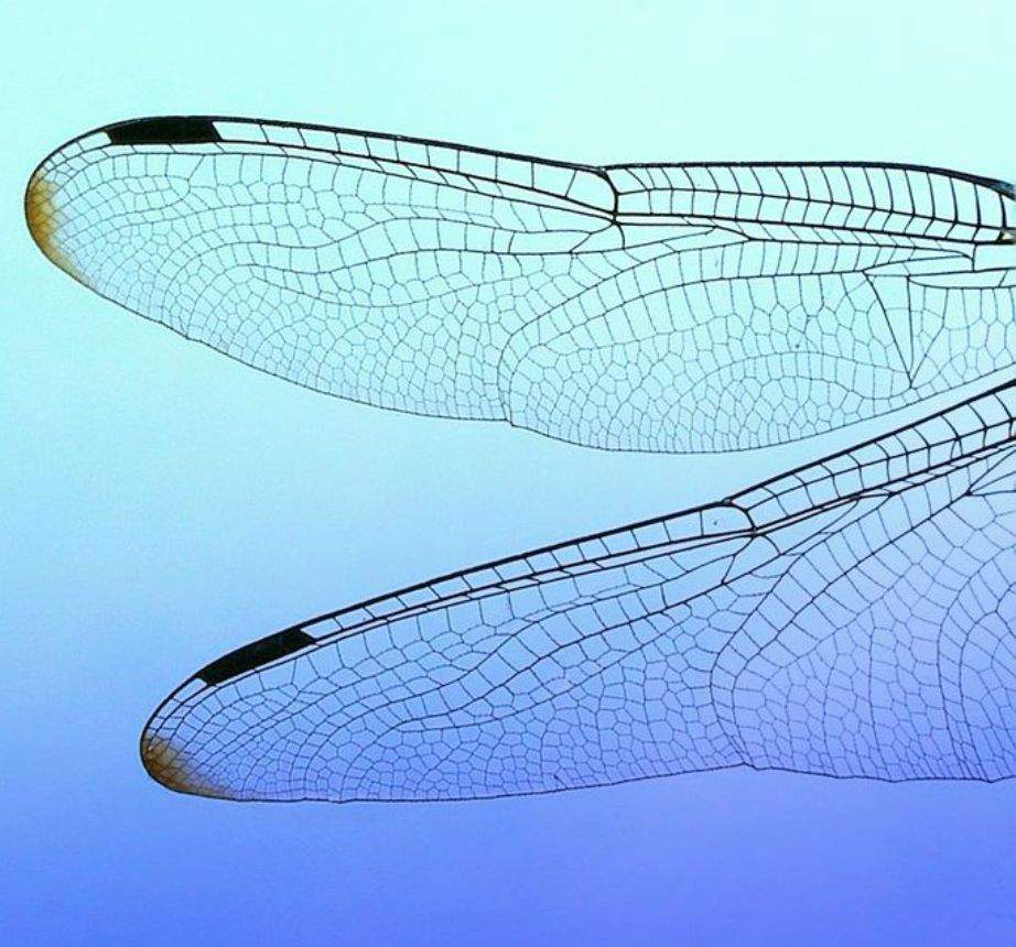 Dragonfly max. Dragonfly Wings. Dragonfly structure. Dragonfly Wing 3dscan. Dragonfly 6.0 released.