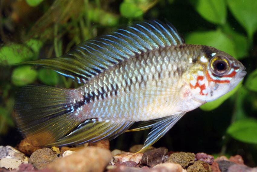 Umbrella Cichlid | Wiki | Fishkeepers Amino Amino