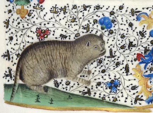 sad medieval cat paintings