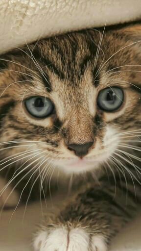 Les Yeux Des Chats La Cite Des Chats Fr Amino