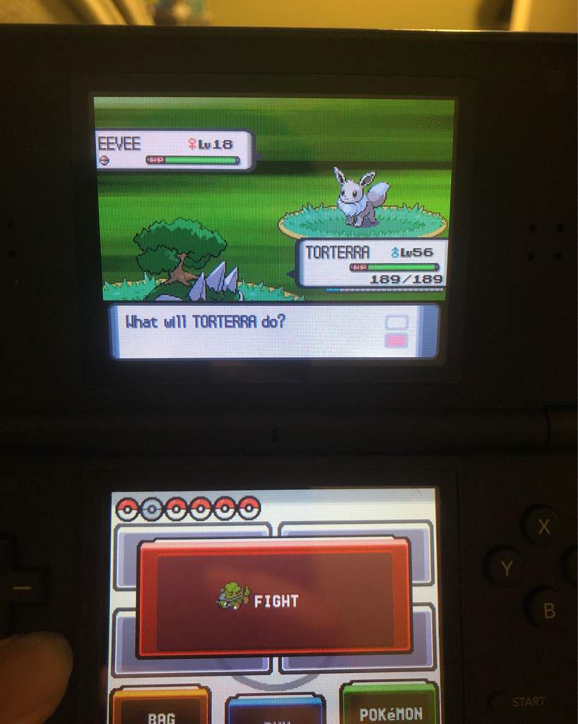 Cute Charm Eevees Pokémon Let’s Go! Amino