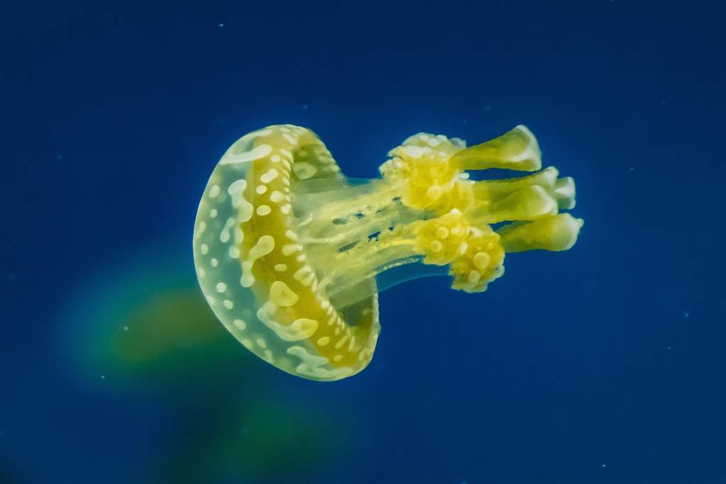 Baby jellyfish | Photography Amino