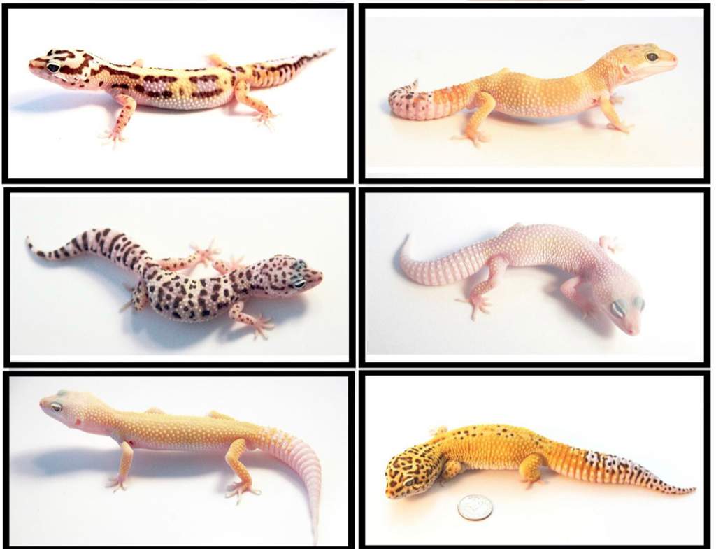 leopard-gecko-care-guide-wiki-reptiles-amino