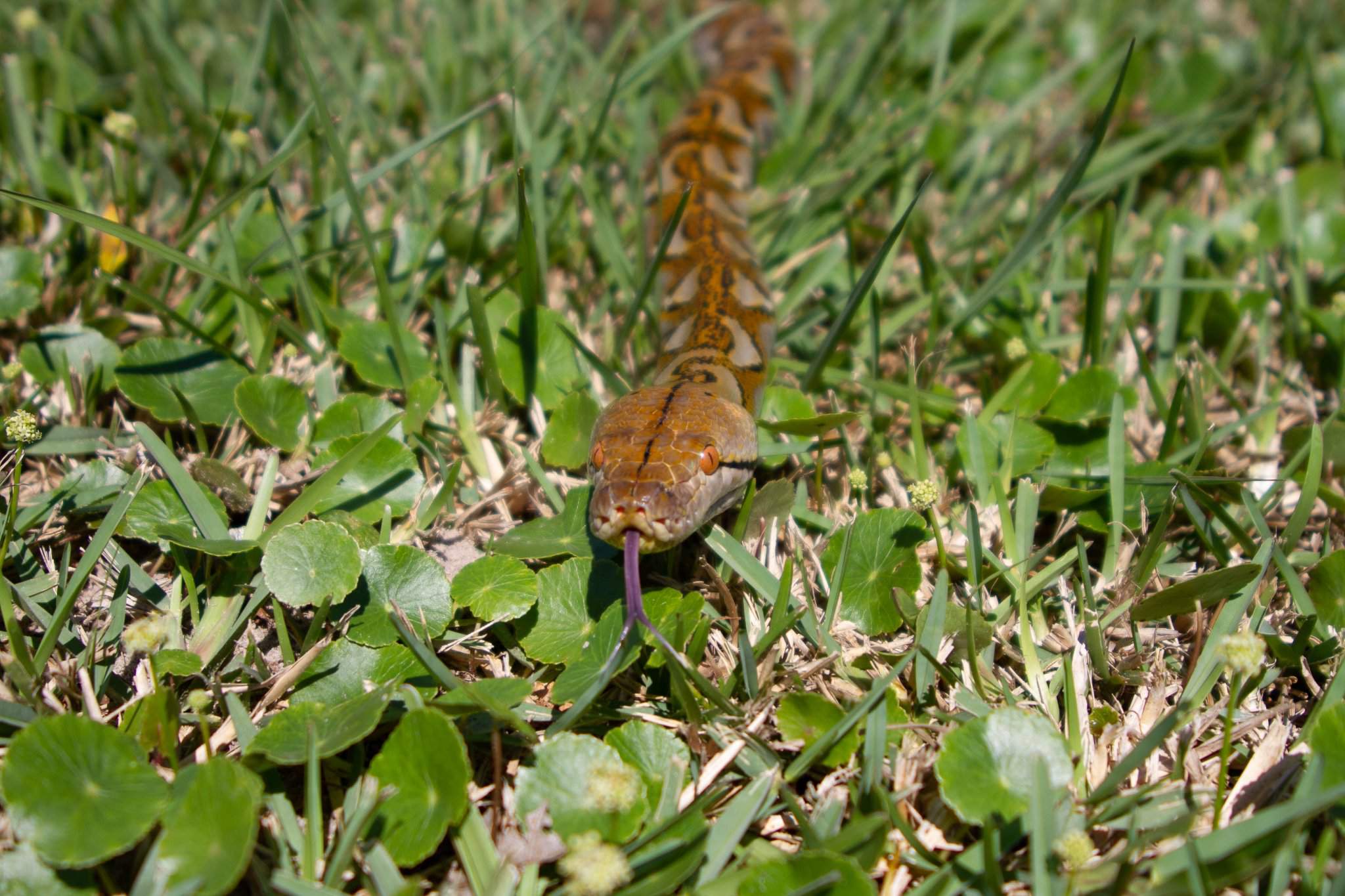 Snake kisses | Photography Amino