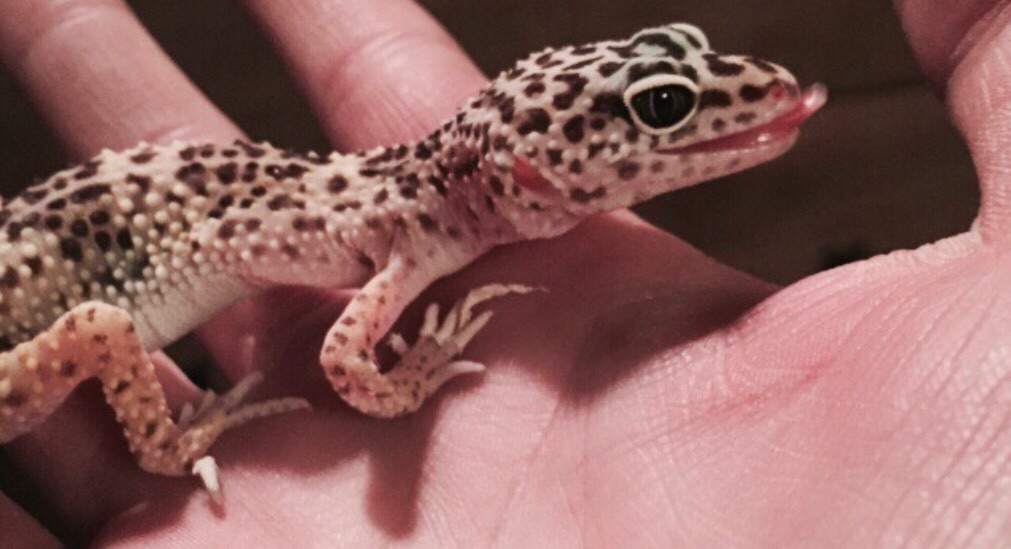 leopard-gecko-care-guide-wiki-reptiles-amino