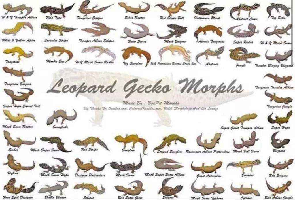 Leopard Gecko Care Guide | Wiki | Reptiles Amino