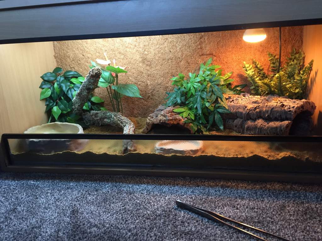 Finally complete the rankins dragon tank | Herps and Reptiles Amino