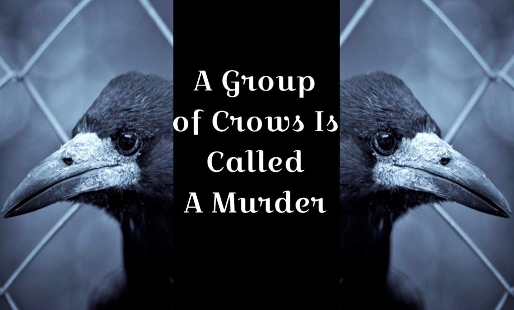 a-group-of-crows-is-called-a-murder-group-roleplay-closed-for-now