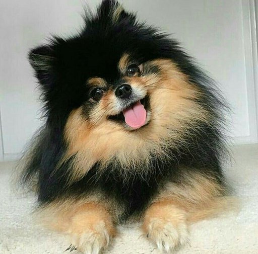 Try not to fall in love with Yeontan | ARMY's Amino