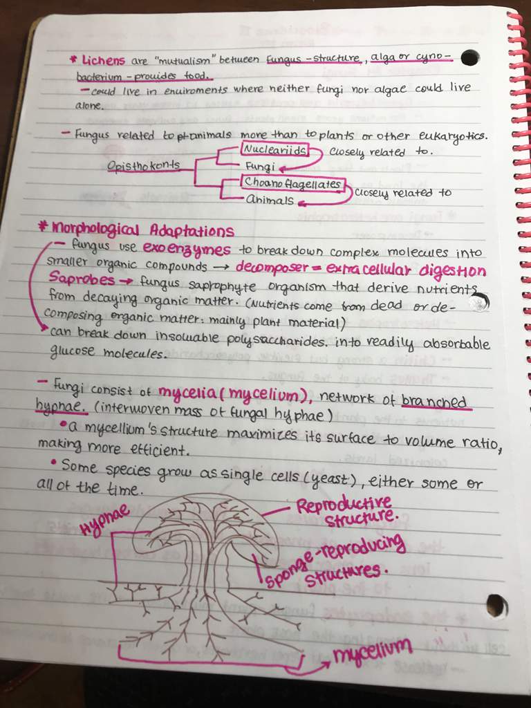 Biology notes 🔬🧬 | Studying Amino Amino