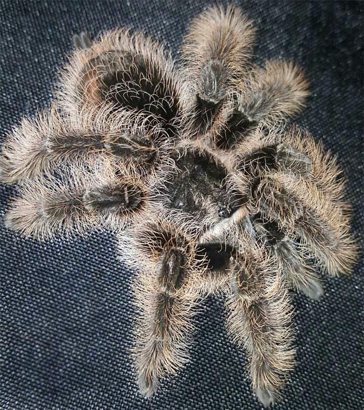 Why I Love Honduran Curly Hair Tarantulas? 