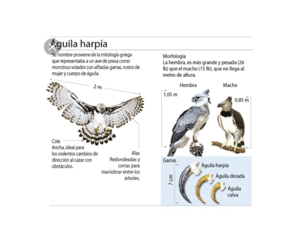 Aguila Arpia | Animales & Naturaleza Amino