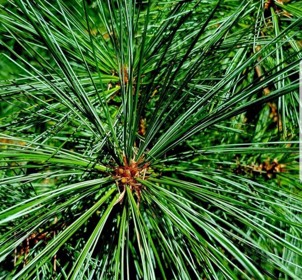 Хвойный 7 букв. Pinus koraiensis. Pinus koraiensis Changbai. Pinus sibirica. Кедр Сибирский Pinus sibirica.