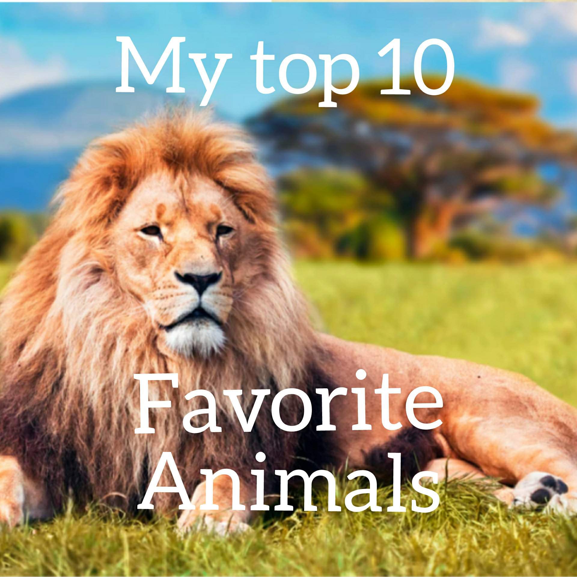 My Top 10 favorite animals | Pets Amino