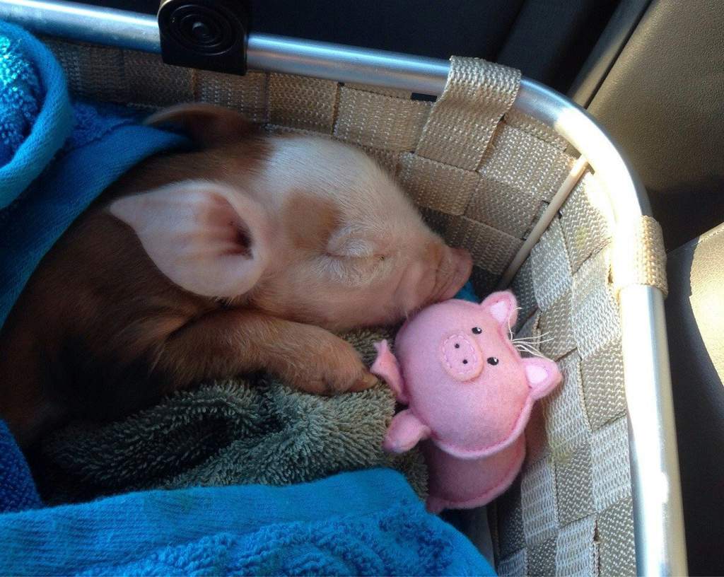 Милые свинки мини Пиги