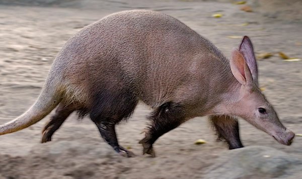 Aardvarks! | Science Amino