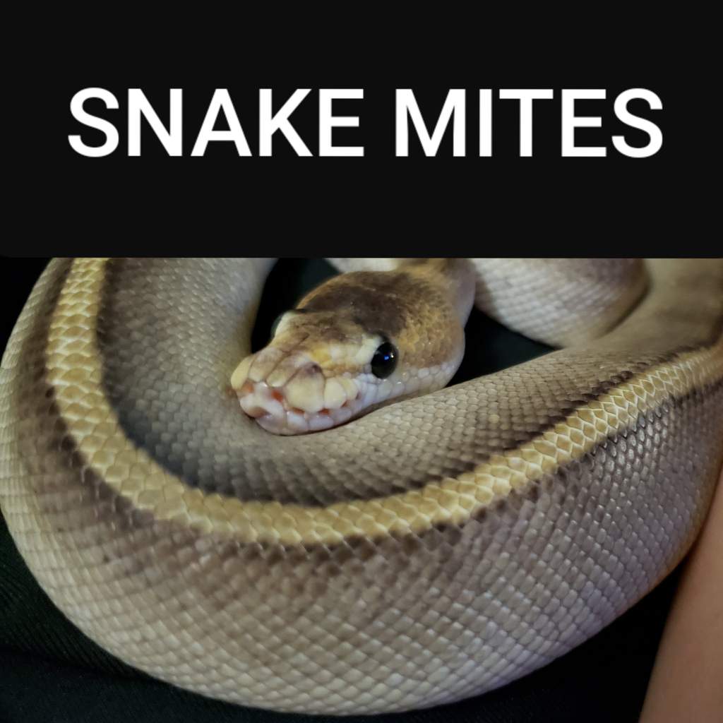 PSA How To Treat Snake Mites | Wiki | Snake Amino Amino