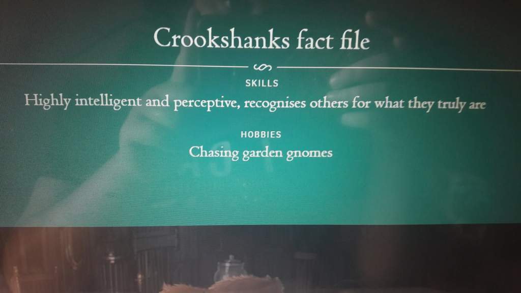 Crookshanks Is The Potters Cat Confirmed Harry Potter Amino Crookshanks Is The Potters Cat Confirmed Harry Potter Amino
