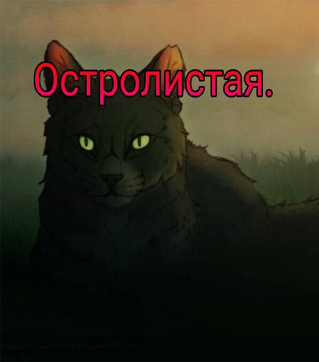 Ravenpaw Warrior cats  Кот-воитель, Кот, Герои