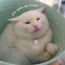Cats Matching Icon Wiki Proud Lesbifem Amino
