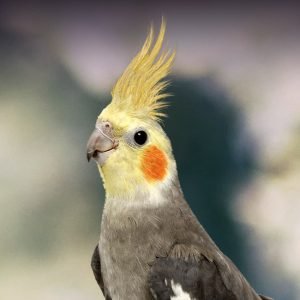 Cockatiels = Birb Pikachu | Budgie/Parakeet Amino Amino