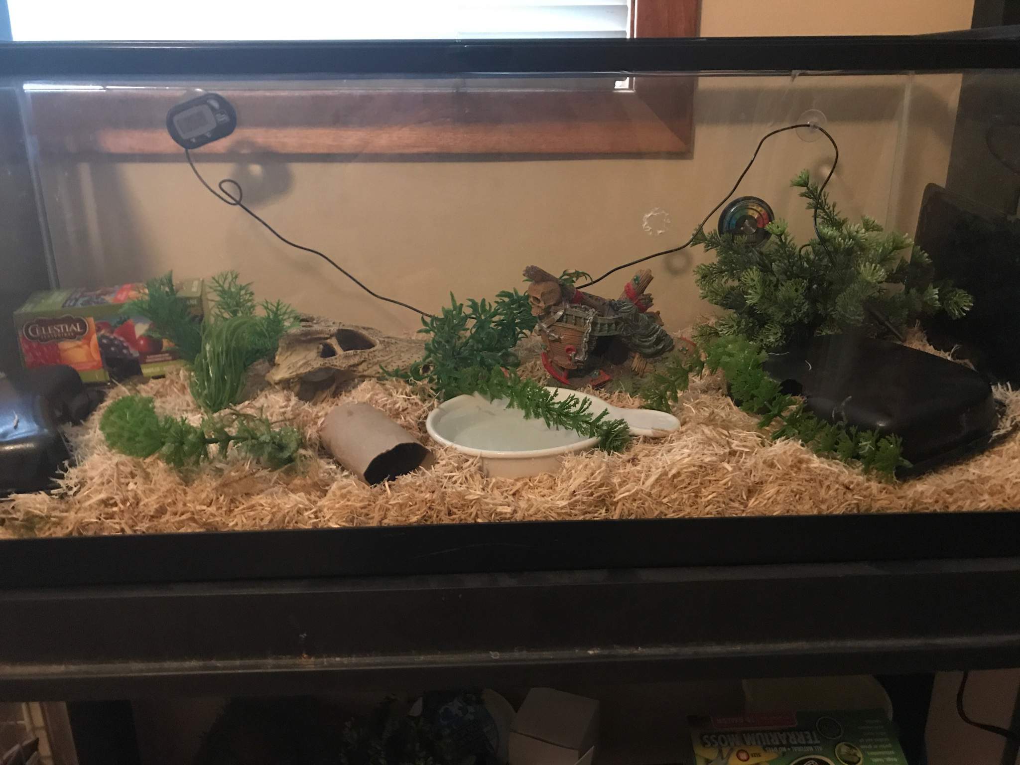 Is this setup okay? | Snake Amino Amino