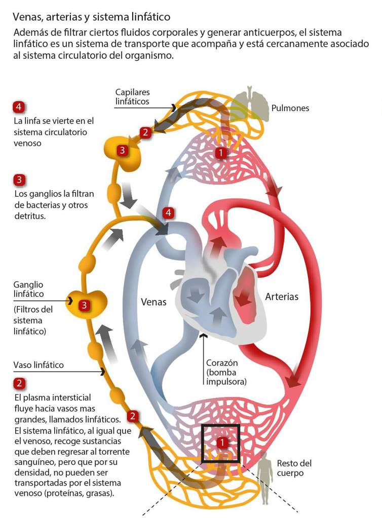 El olvidado sistema linfático | •Ciencia• Amino