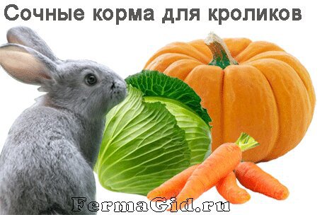 Сочные корма. Кормовая капуста для кроликов. Сочные корма для кроликов. Чем питается кролик для детей. Кролик из овощей.