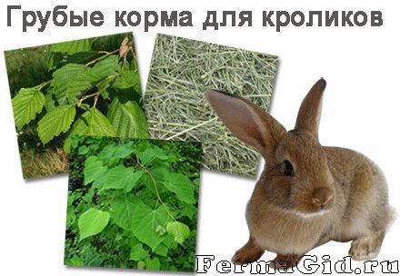 Какую траву едят кролики фото