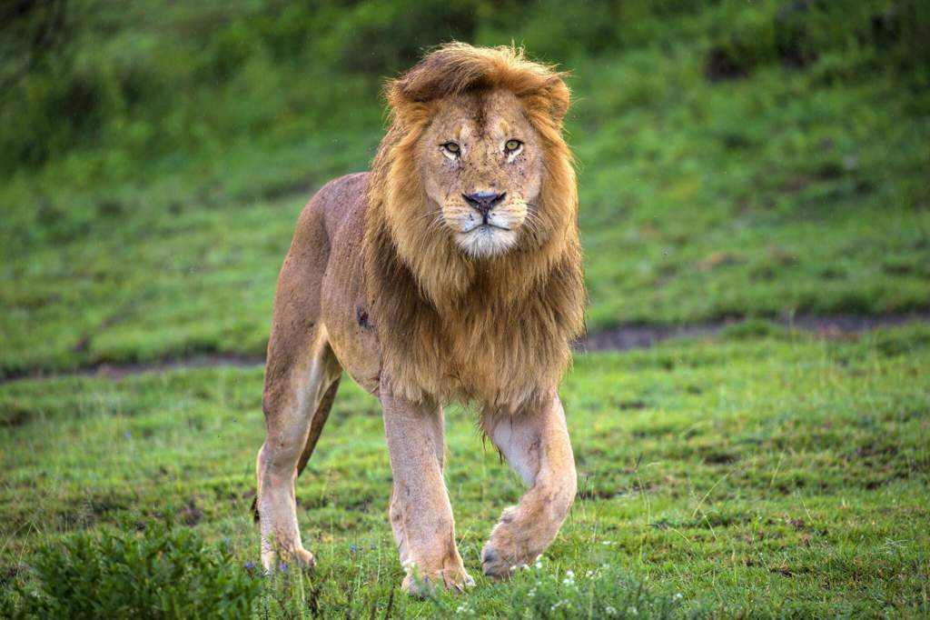 Leones del cabo | El rey león Amino