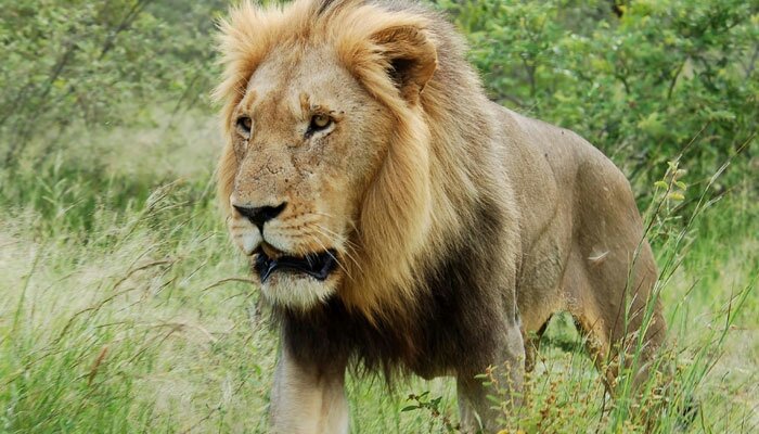 Leones del cabo | El rey león Amino