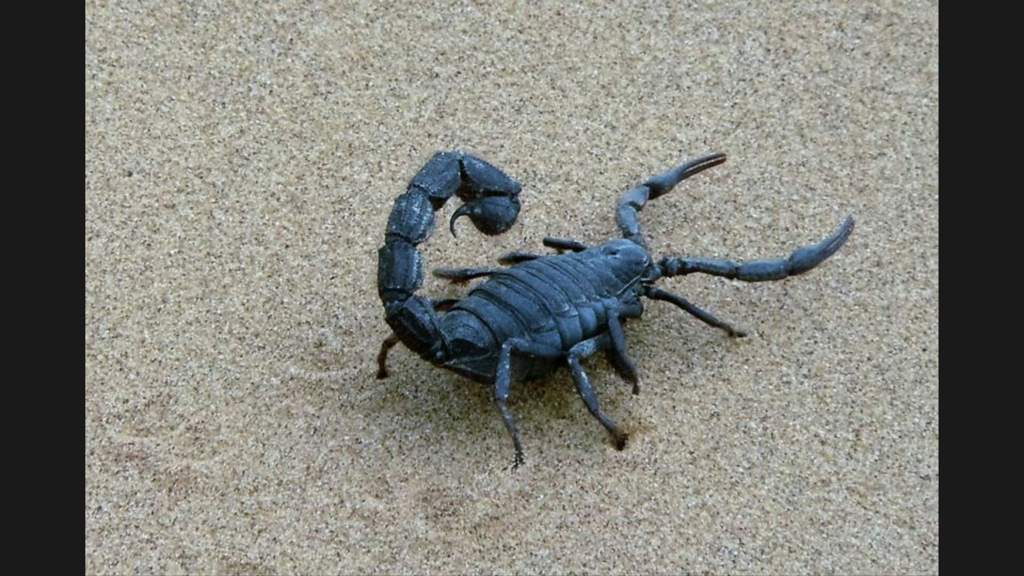 Diferencias entre Alacranes y Escorpiónes Venenosos y NO venenosos. Animales & Naturaleza Amino Diferencias entre Alacranes y Escorpiónes Venenosos y NO venenosos. Animales & Naturaleza Amino