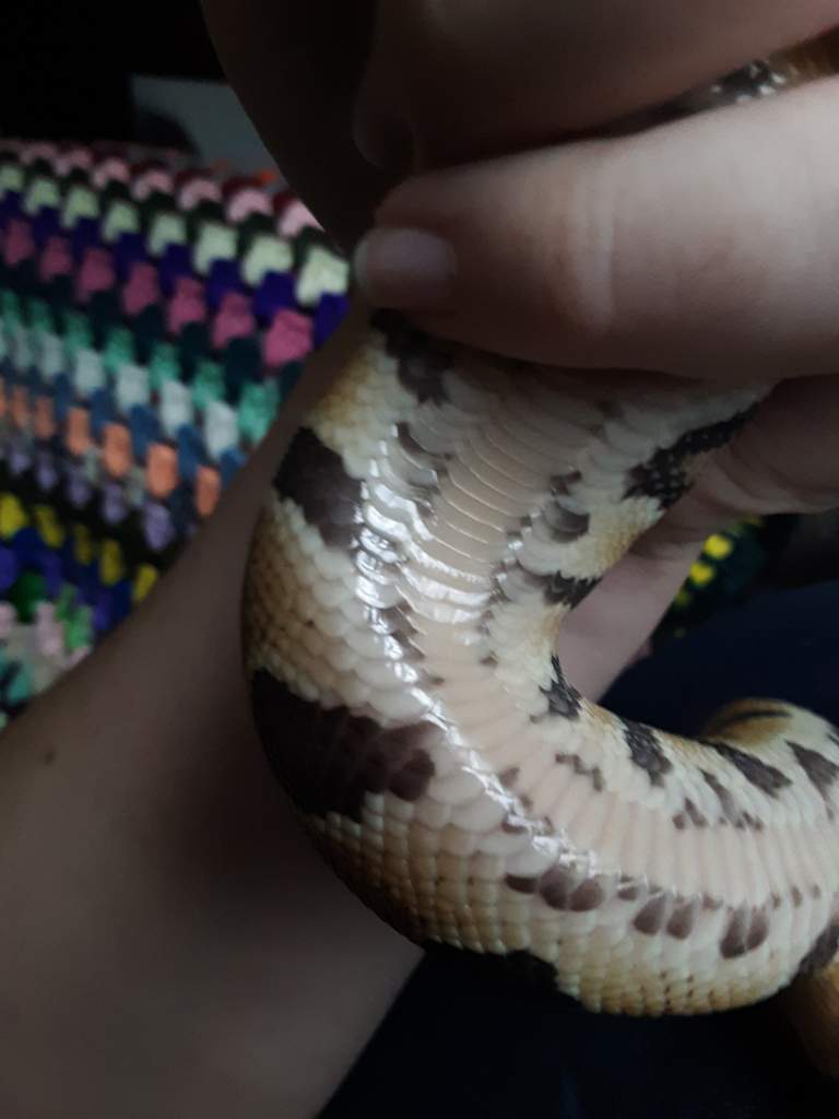 Burn, scale rot or just shed belly? Snake Amino Amino