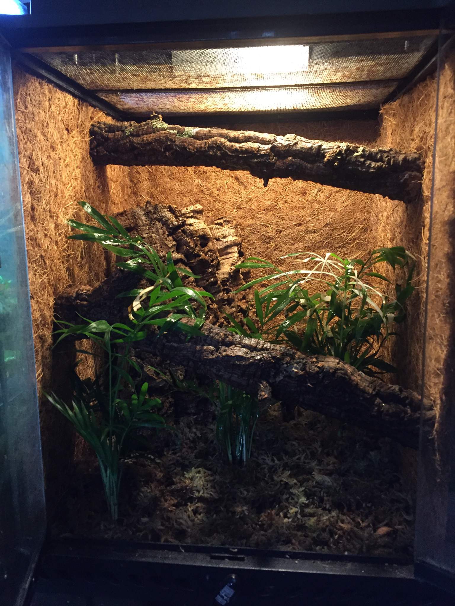 Green anoles new setup | Herps and Reptiles Amino