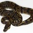 amino-Gmoney Reptiles-e5708c30