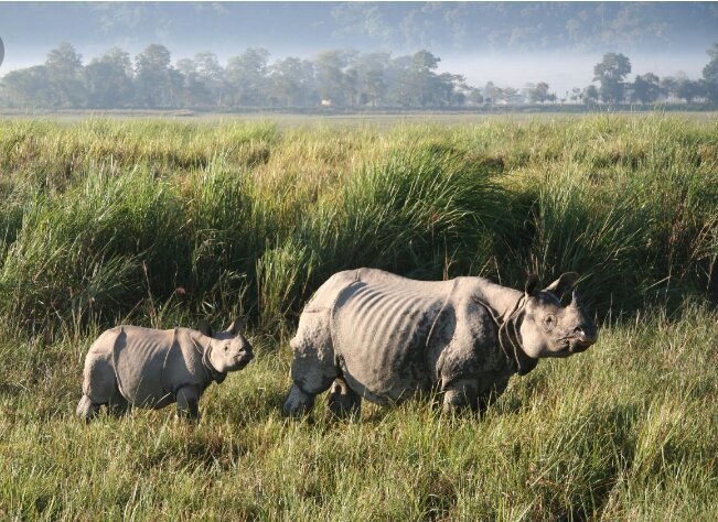 Amazing Assam | Wiki | Indian Amino