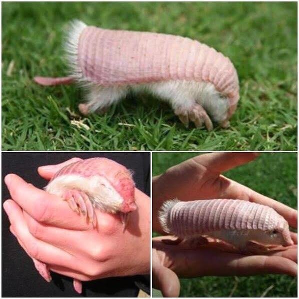 pink fairy armadillo stuffed animal for Sale,Up To OFF 66%