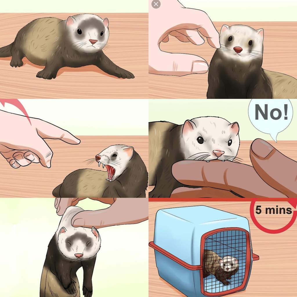 How to nip train your ferret/ ferrets Ferrets Amino Amino