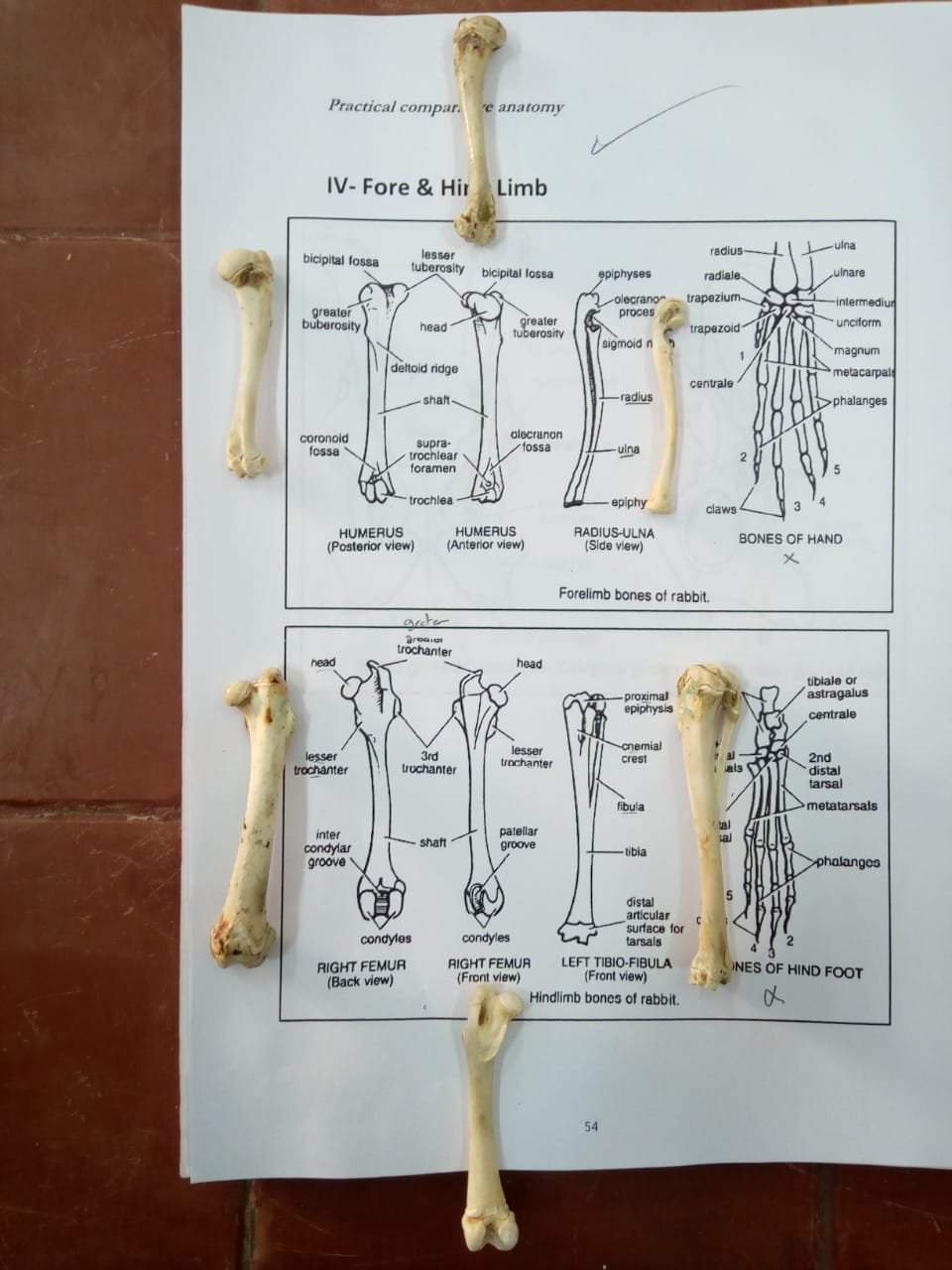 Skeleton of Rabbit | Science Amino