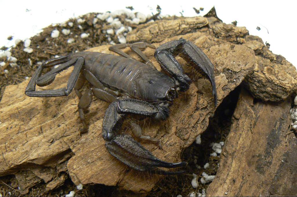 Best Beginner Scorpions | Pets Amino