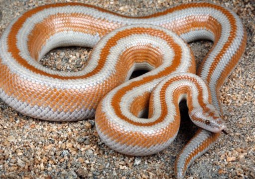 rosy boa