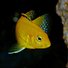 amino-sassy cichlid-83ed2581